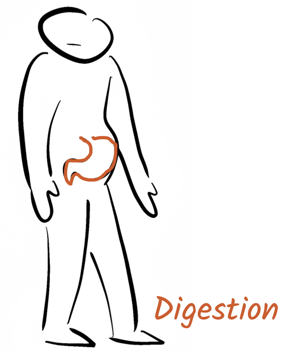 Digestion