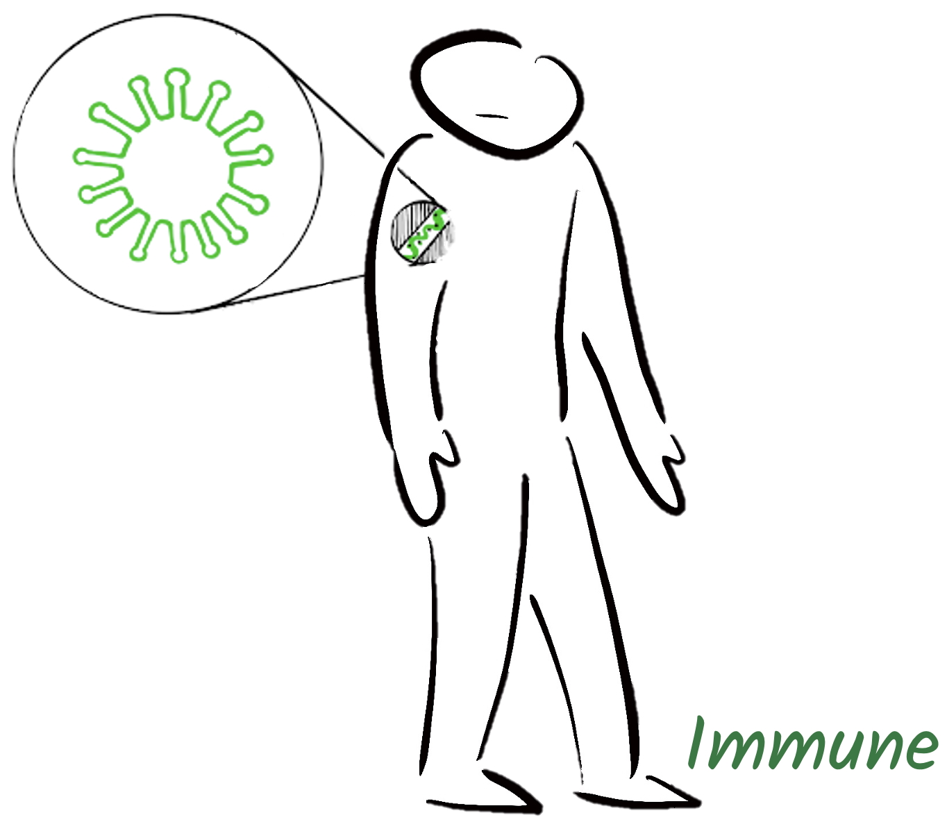 Immune system